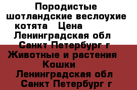 Породистые шотландские веслоухие котята › Цена ­ 2 500 - Ленинградская обл., Санкт-Петербург г. Животные и растения » Кошки   . Ленинградская обл.,Санкт-Петербург г.